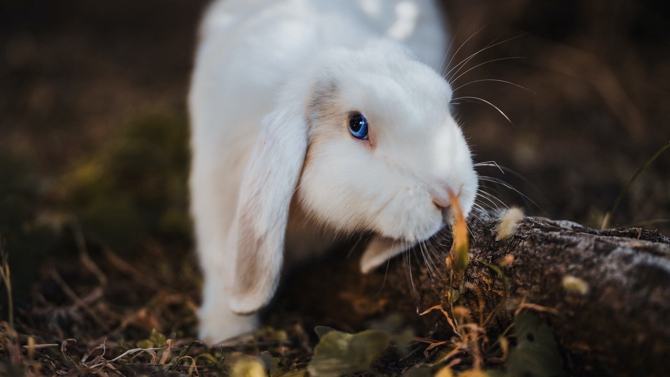 爱游戏体育官方入口-“德甲最后几轮，比赛高潮不断”，德甲最后几名降级