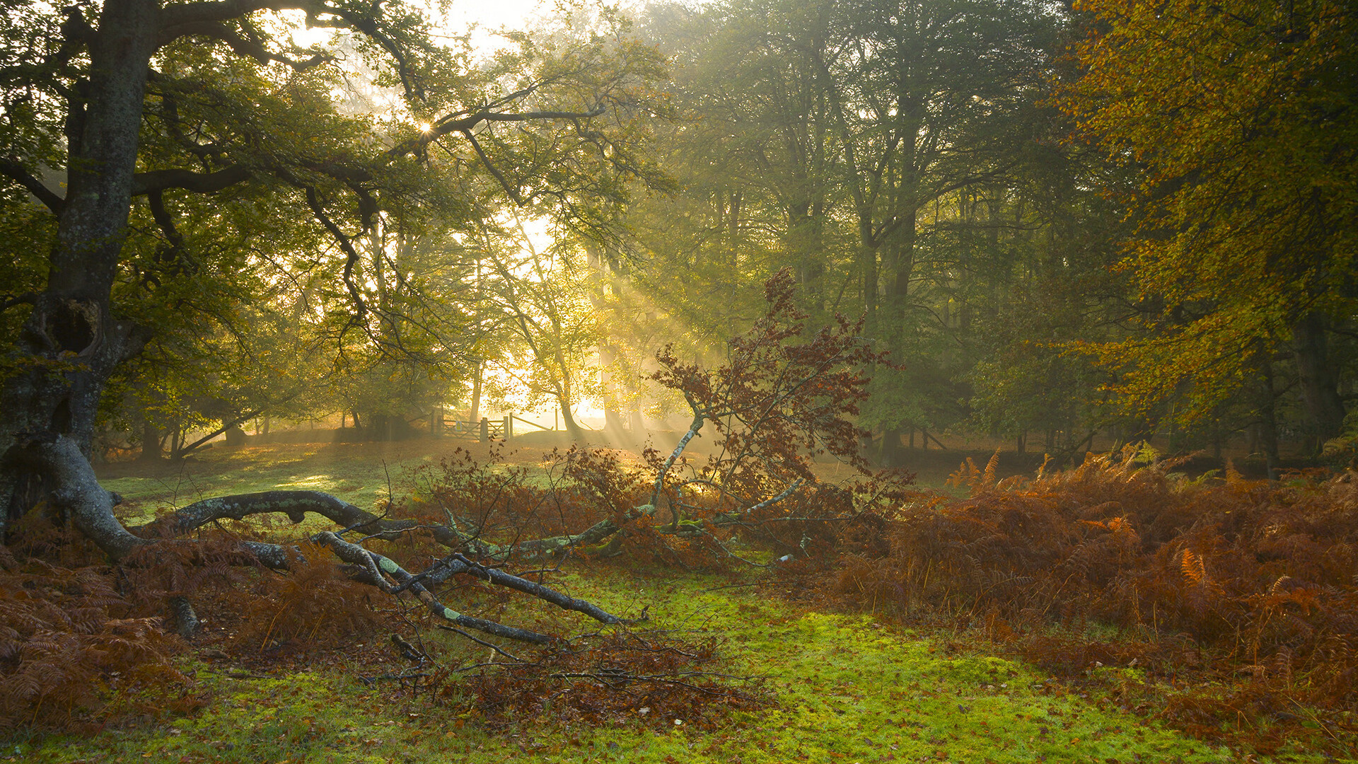 全国青少年篮球联赛雄起,明星新秀不断涌现,全国青少年篮球联赛历届冠军