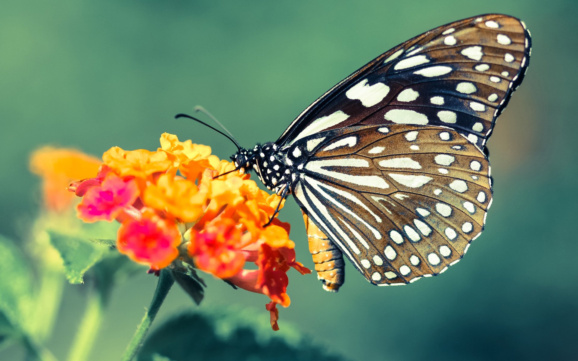 国际田径赛事北京站吸引全球顶级选手参赛,国际田径比赛最新规则